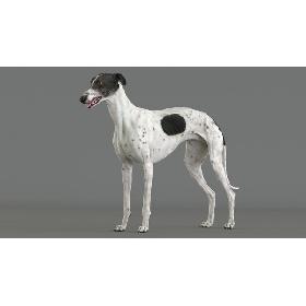 3D model Greyhound (4)
